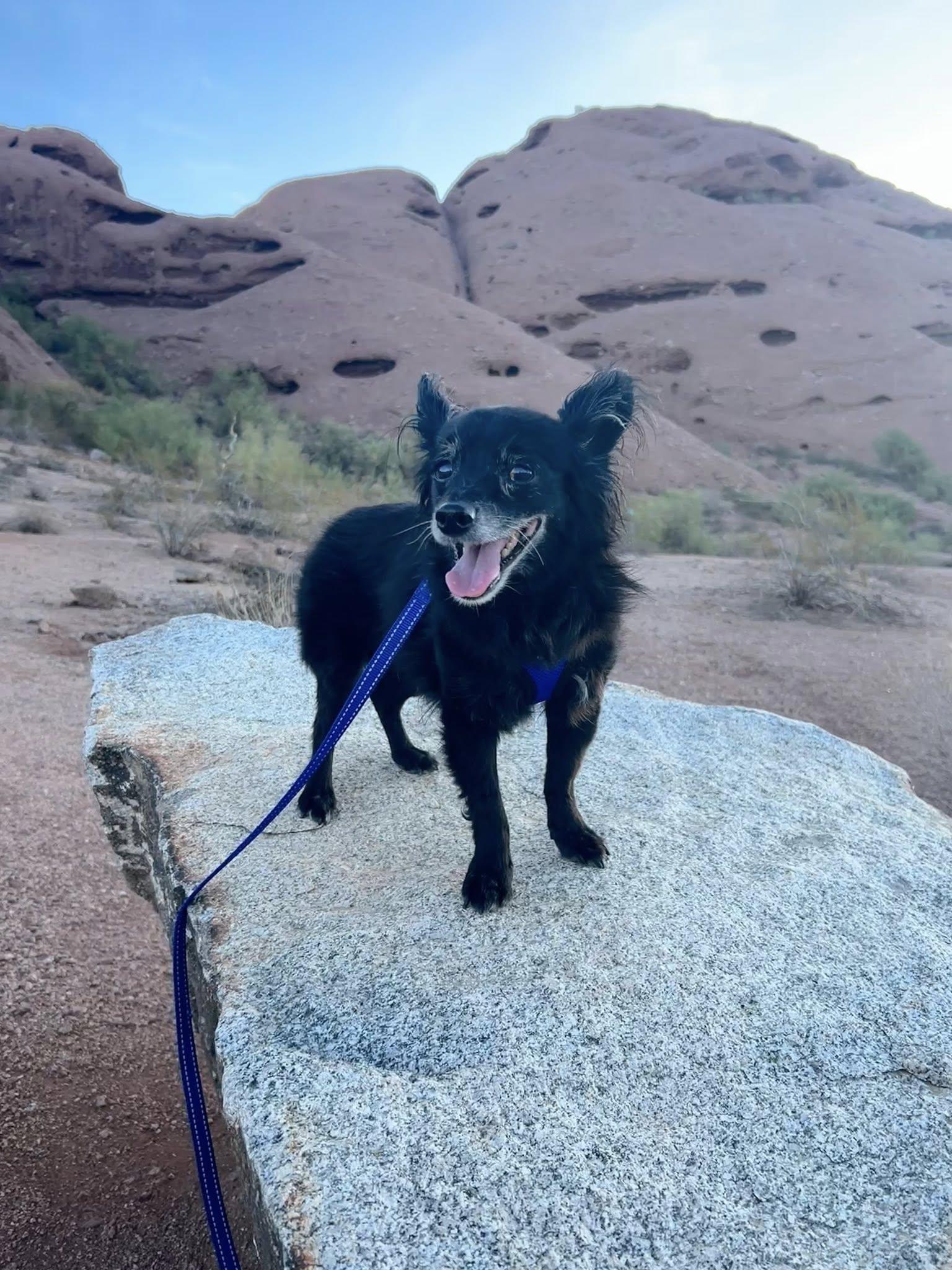 Pippin, a Adoptable mixed breed in Scottsdale, AZ image 4/5