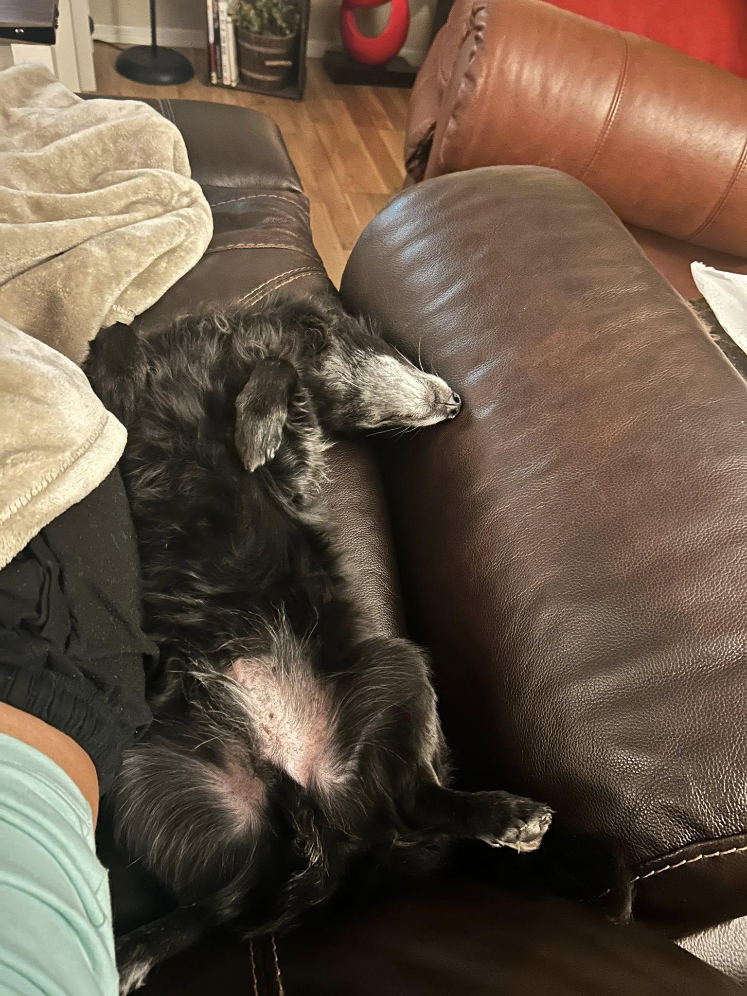 Pippin, a Adoptable mixed breed in Scottsdale, AZ image 5/5