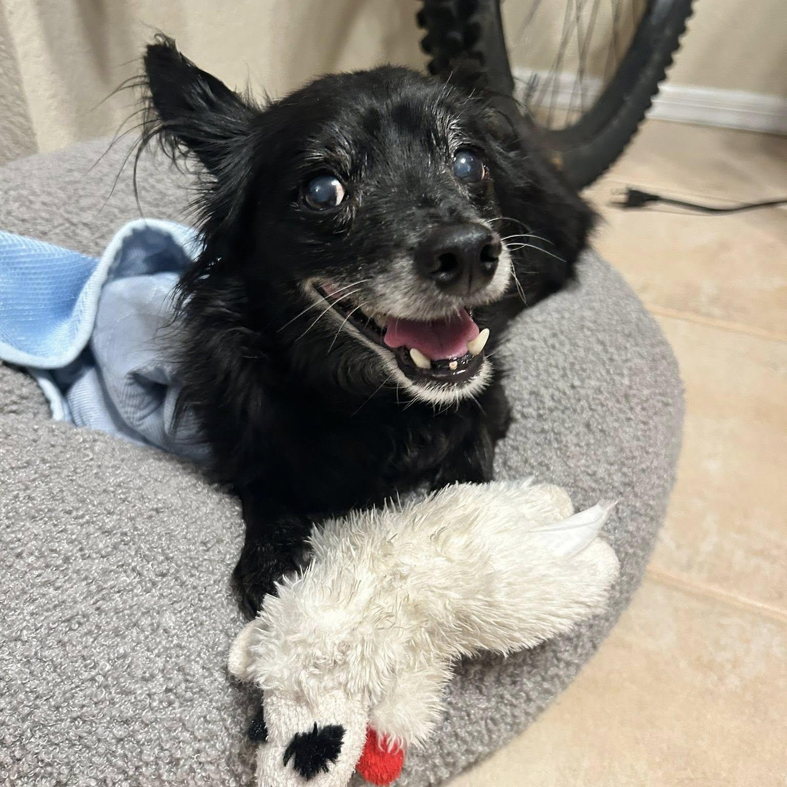 Pippin, a Adoptable mixed breed in Scottsdale, AZ image 1/5