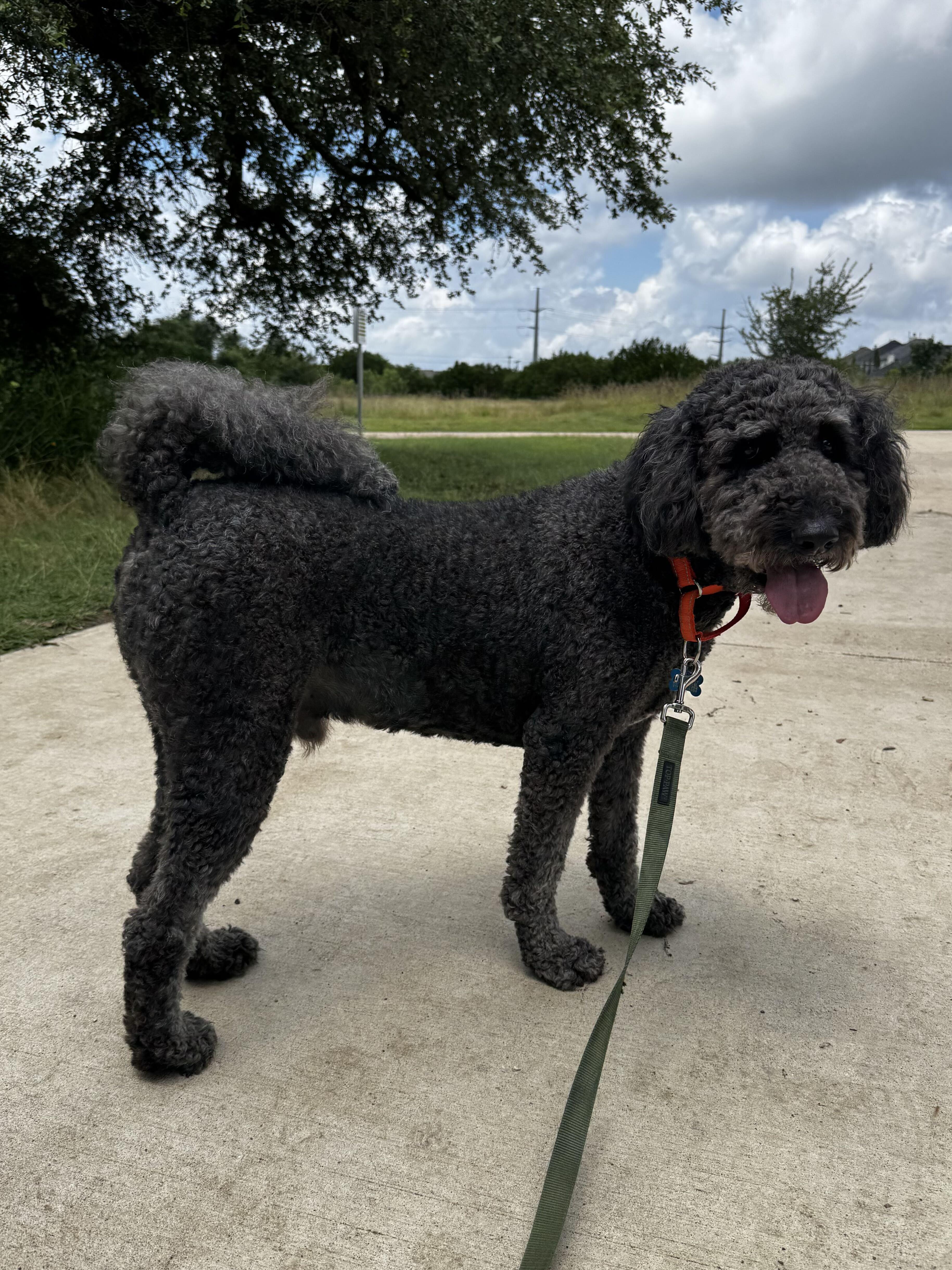 Shadow Slate, a ADOPTABLE mixed breed in Garland, TX image 4/4