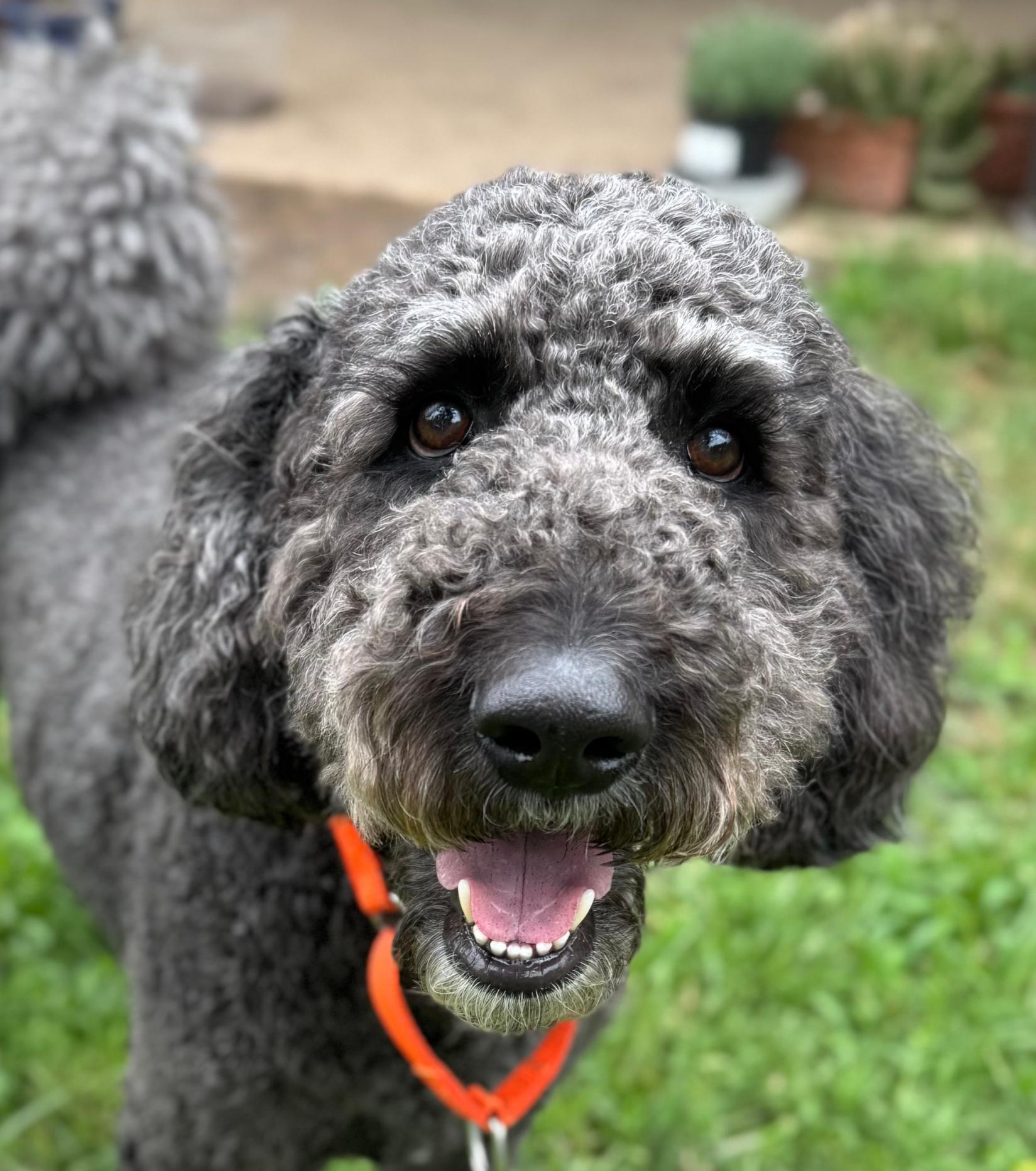 Shadow Slate, a ADOPTABLE mixed breed in Garland, TX image 2/4