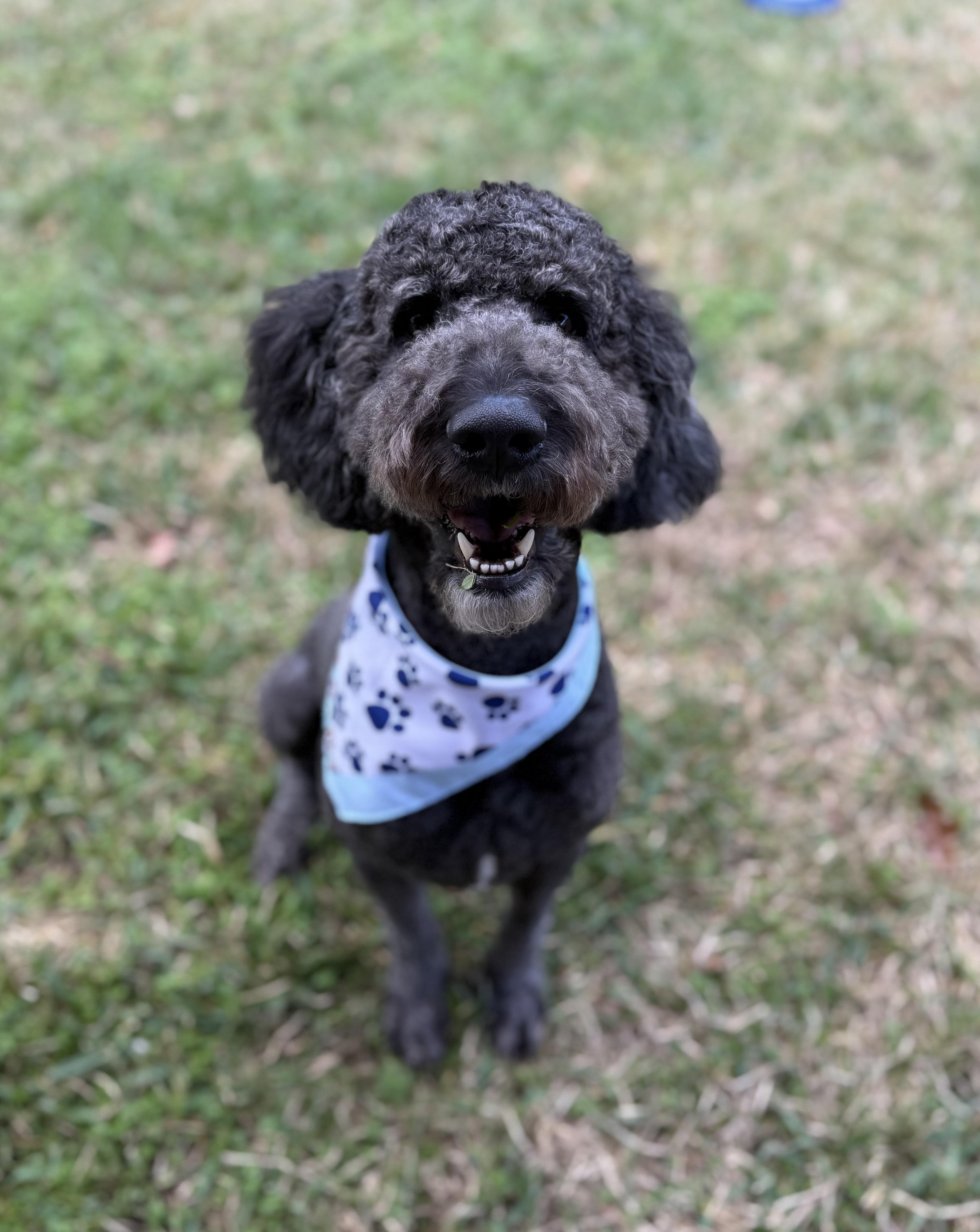 Shadow Slate, a ADOPTABLE mixed breed in Garland, TX image 3/4
