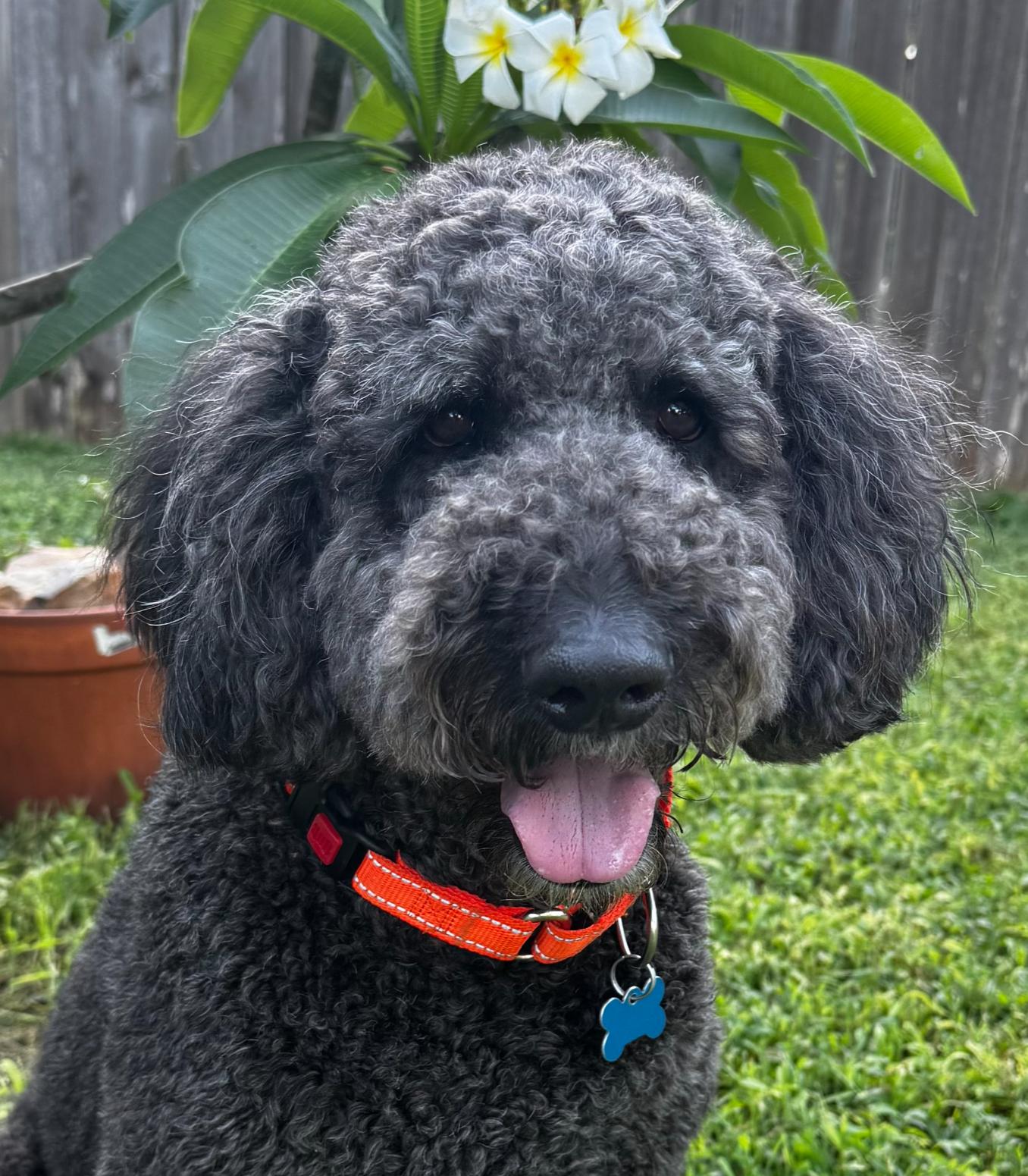 Shadow Slate, a ADOPTABLE mixed breed in Garland, TX image 1/4