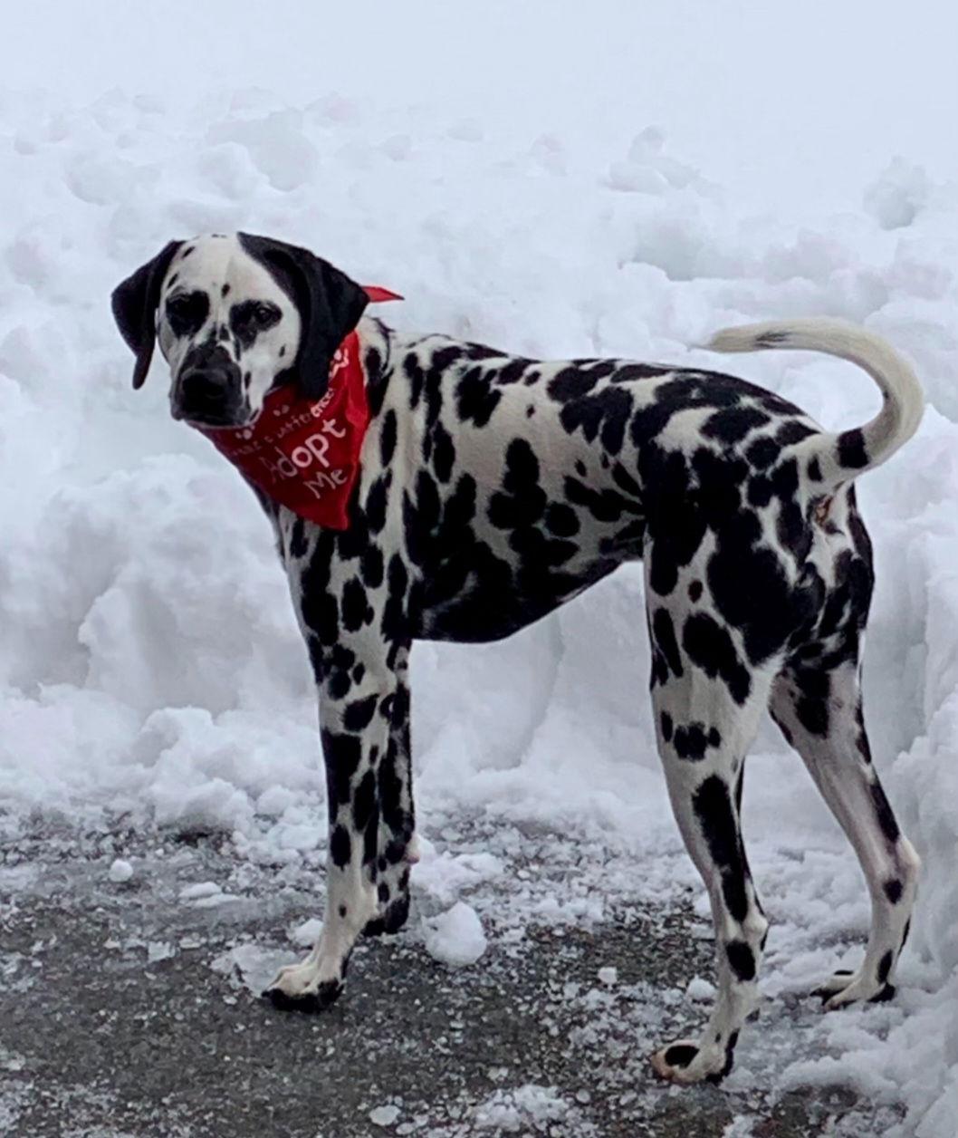 Enlarge Merle, a Adoptable Dalmatian in Croydon, NH image 1/3