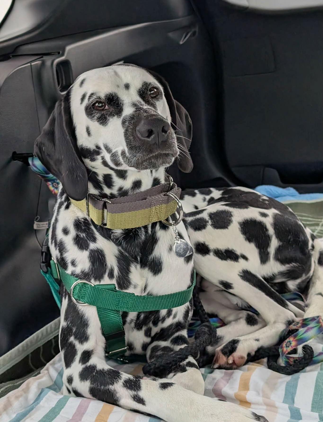 Merle, Adoptable, Young Male Dalmatian.
