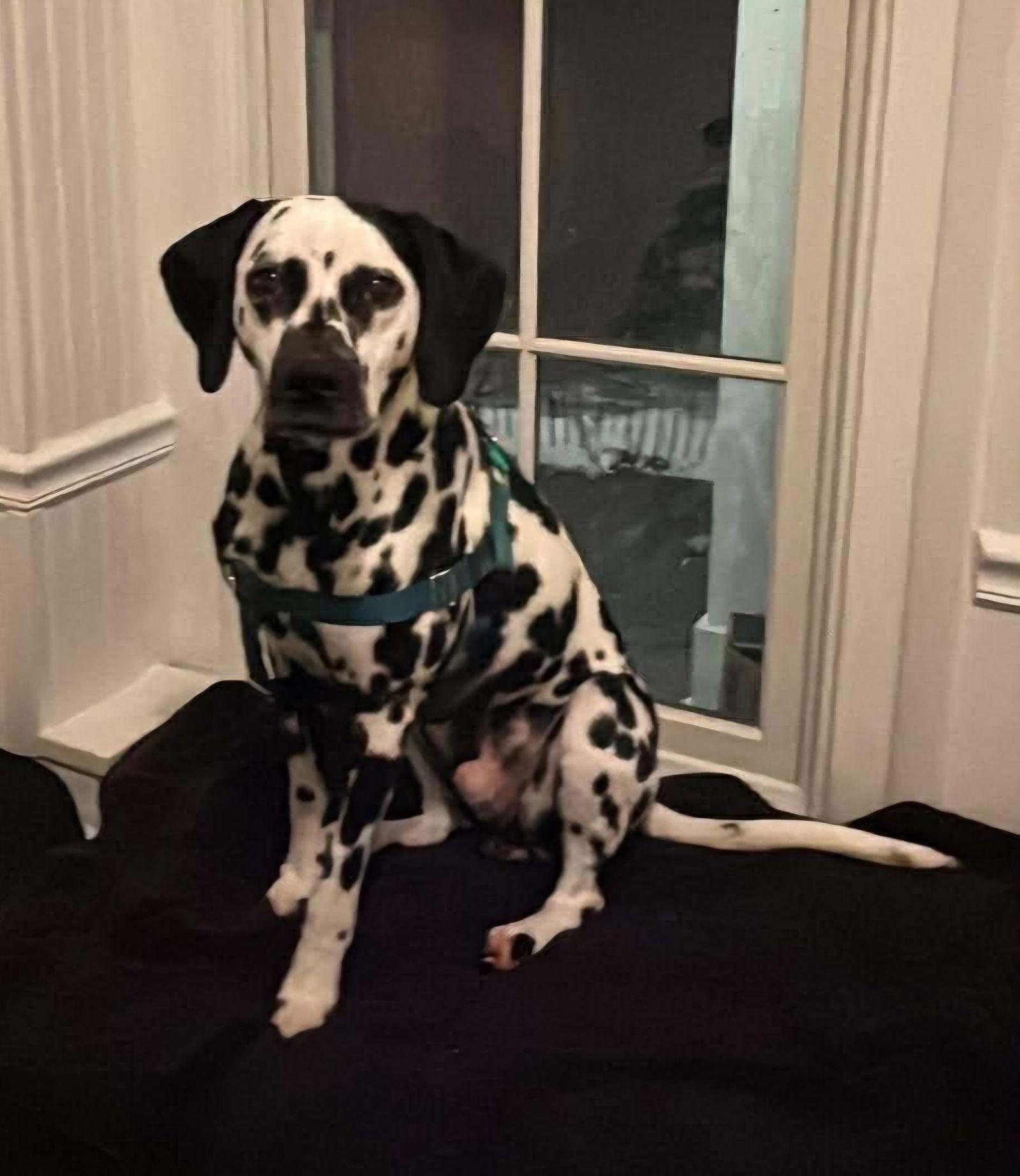 Merle, a Adoptable Dalmatian in Croydon, NH image 2/3