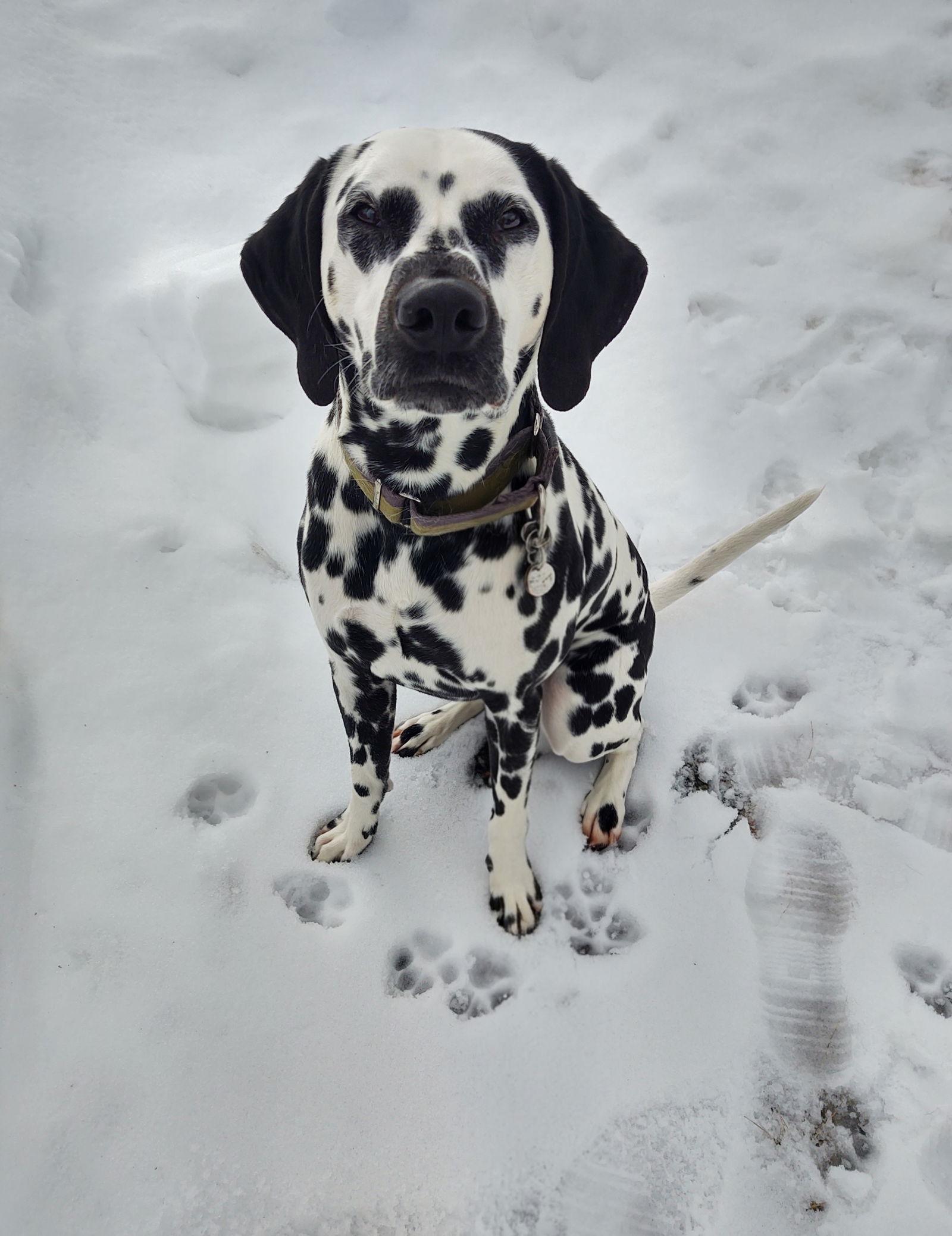 Enlarge Merle, a Adoptable Dalmatian in Croydon, NH image 3/3