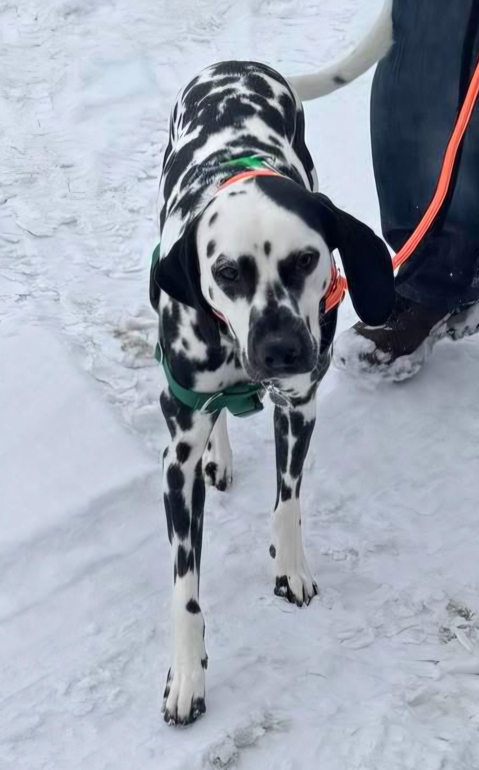 Merle, a Adoptable Dalmatian in Croydon, NH image 3/3