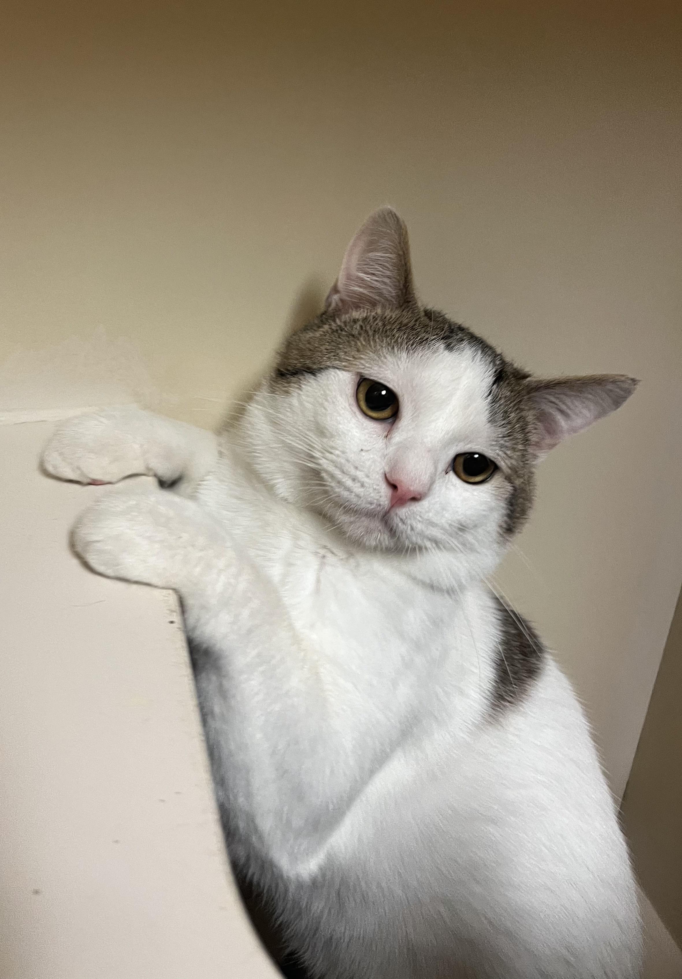 Enlarge Gregory, a ADOPTABLE Domestic Short Hair in Hays, KS image 2/4