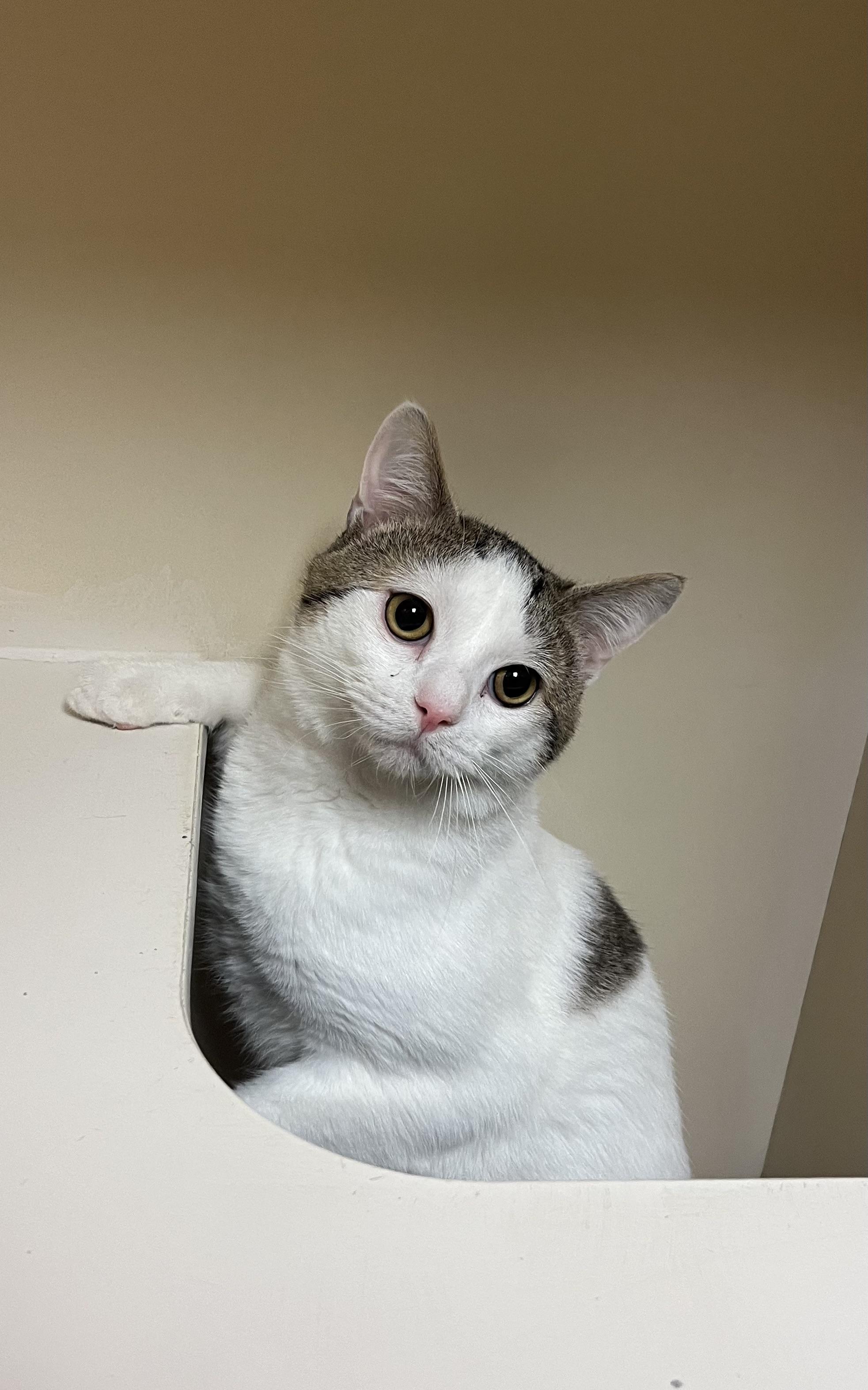 Enlarge Gregory, a ADOPTABLE Domestic Short Hair in Hays, KS image 1/4