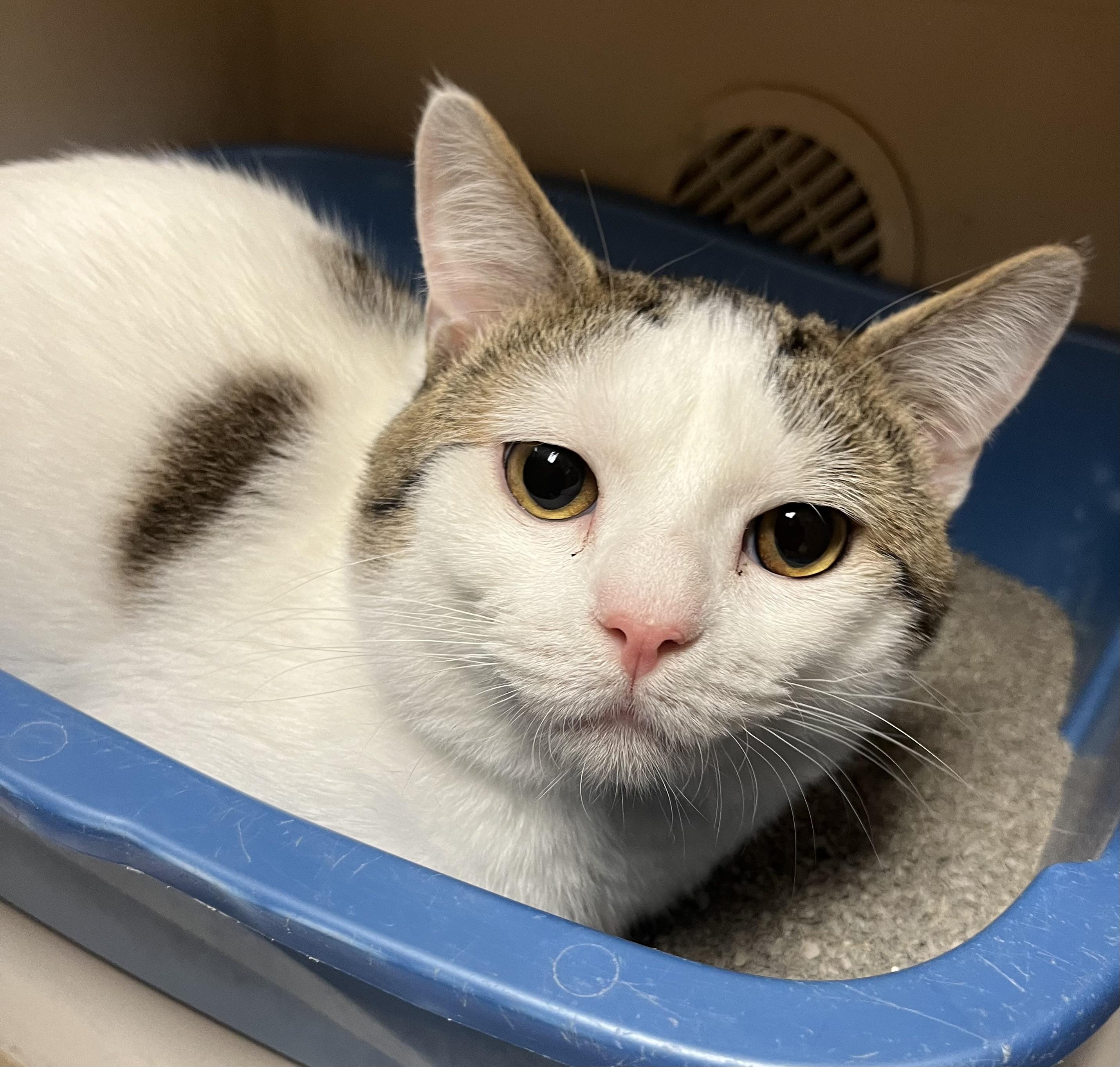 Enlarge Gregory, a ADOPTABLE Domestic Short Hair in Hays, KS image 4/4