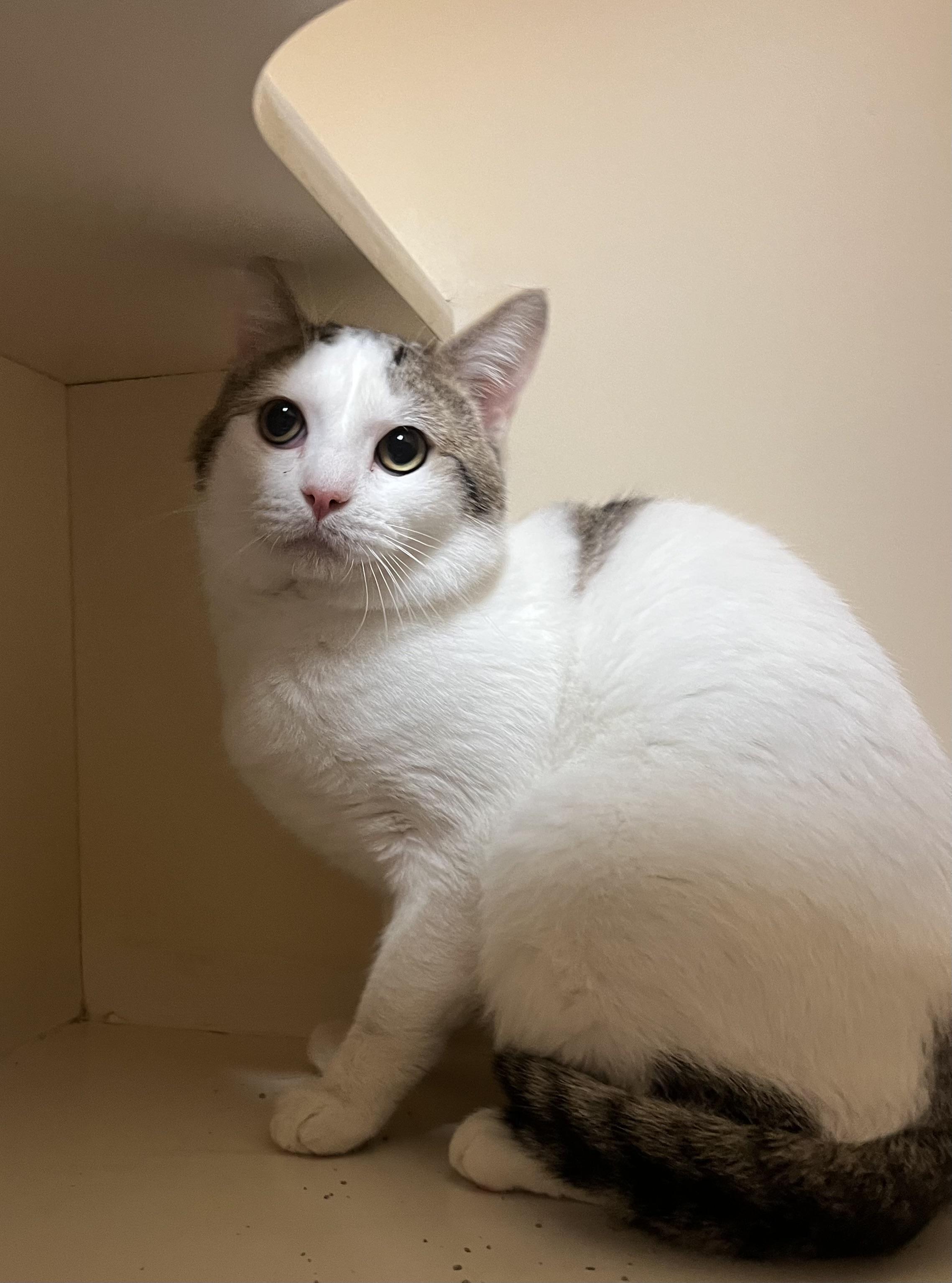 Enlarge Gregory, a ADOPTABLE Domestic Short Hair in Hays, KS image 3/4
