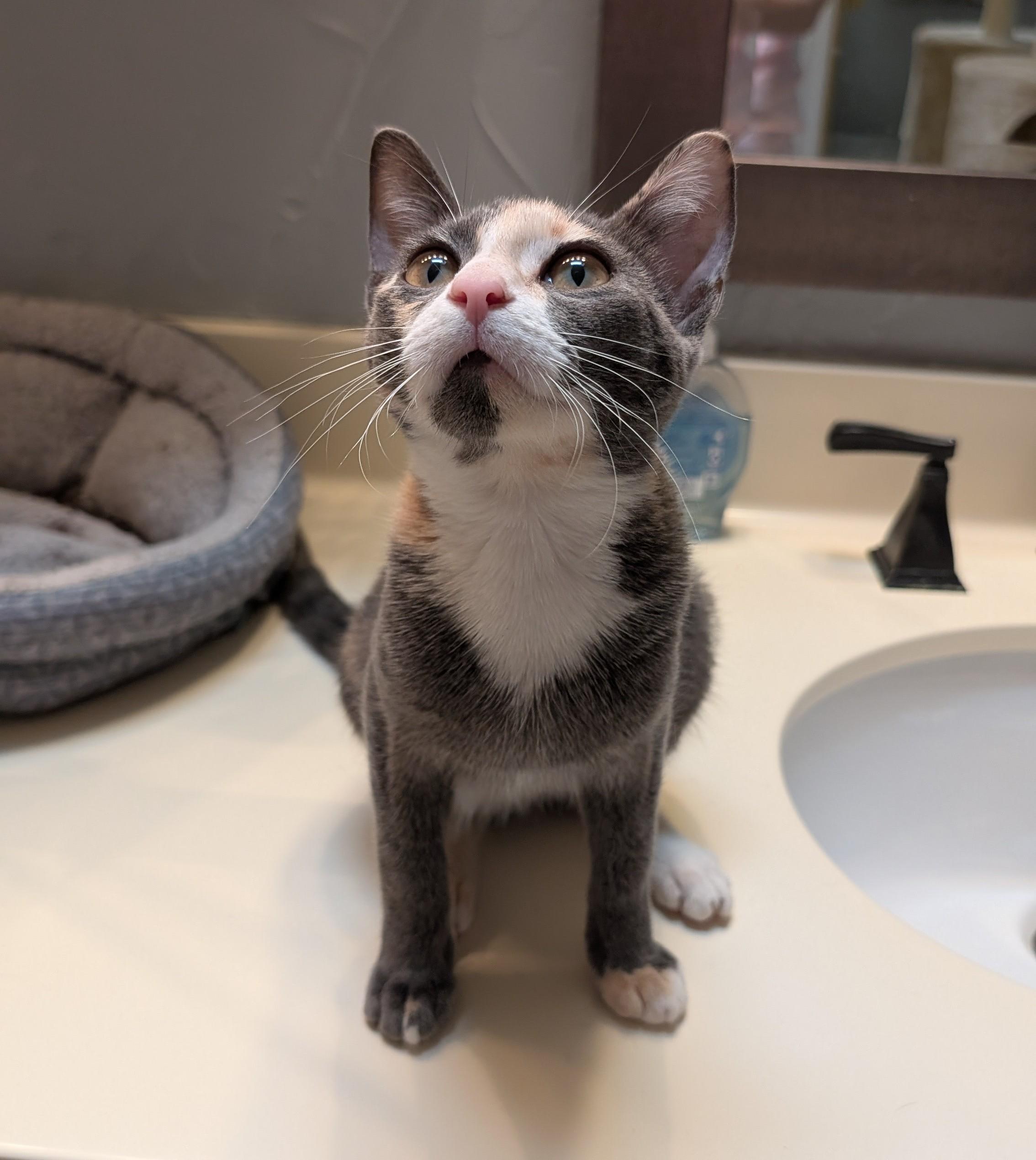 Chloe, a Adoptable Domestic Short Hair in Memphis, TN image 4/6