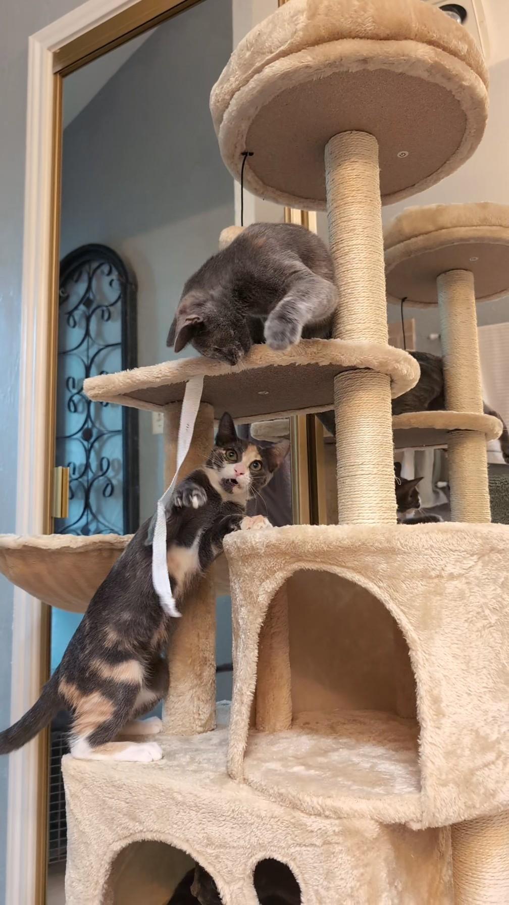 Chloe, a Adoptable Domestic Short Hair in Memphis, TN image 5/6