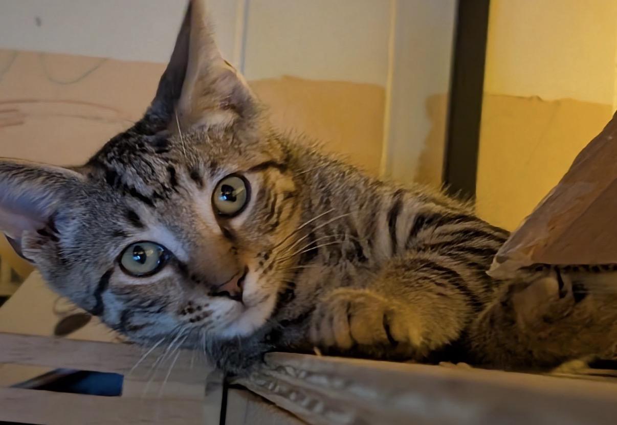 Jinx, adopted, Kitten Male Domestic Short Hair.