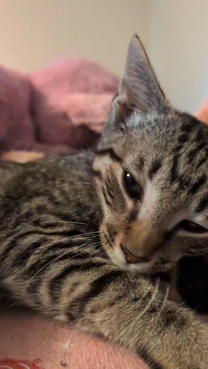 Enlarge Jinx, an adopted Domestic Short Hair in Johnson City, TN video 2/3