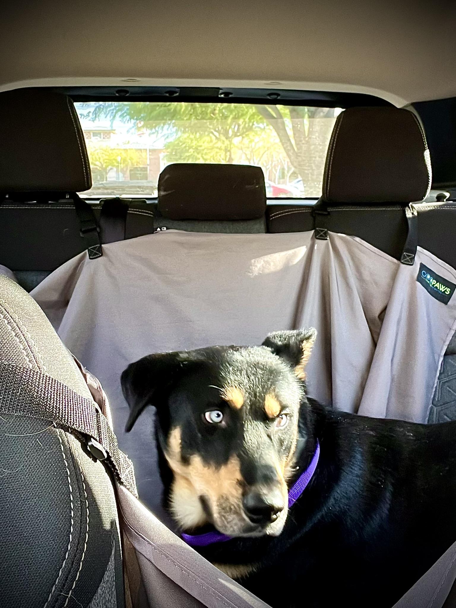 Enlarge Boombah, a Adoptable mixed breed in ramona, CA image 2/3