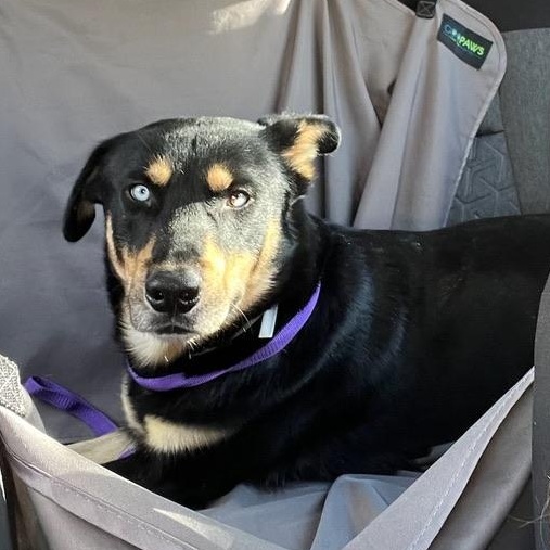 Boombah, Adoptable, Adult Male Shepherd.