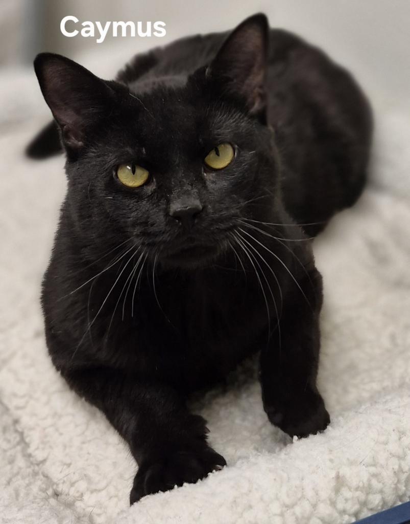 Caymus, Adoptable, Young Male Domestic Short Hair.