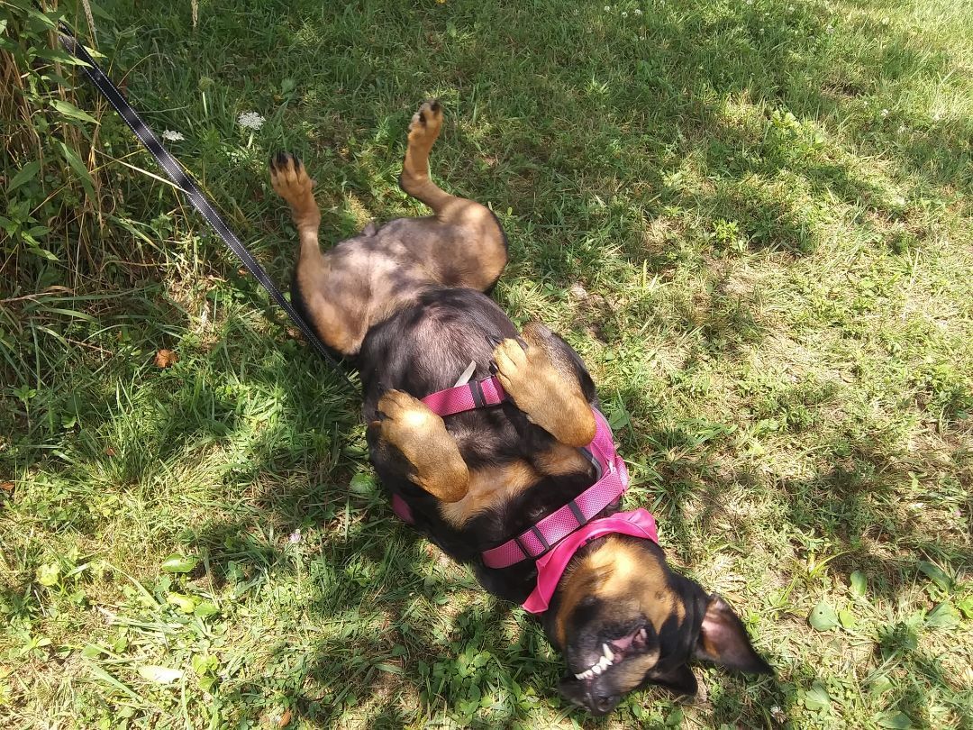 Rosa, Adoptable, Adult Female Rottweiler.