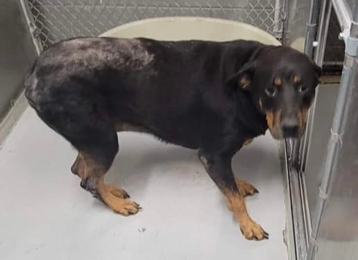 Rosa, a Adoptable Rottweiler in Stuarts Draft, VA image 2/6