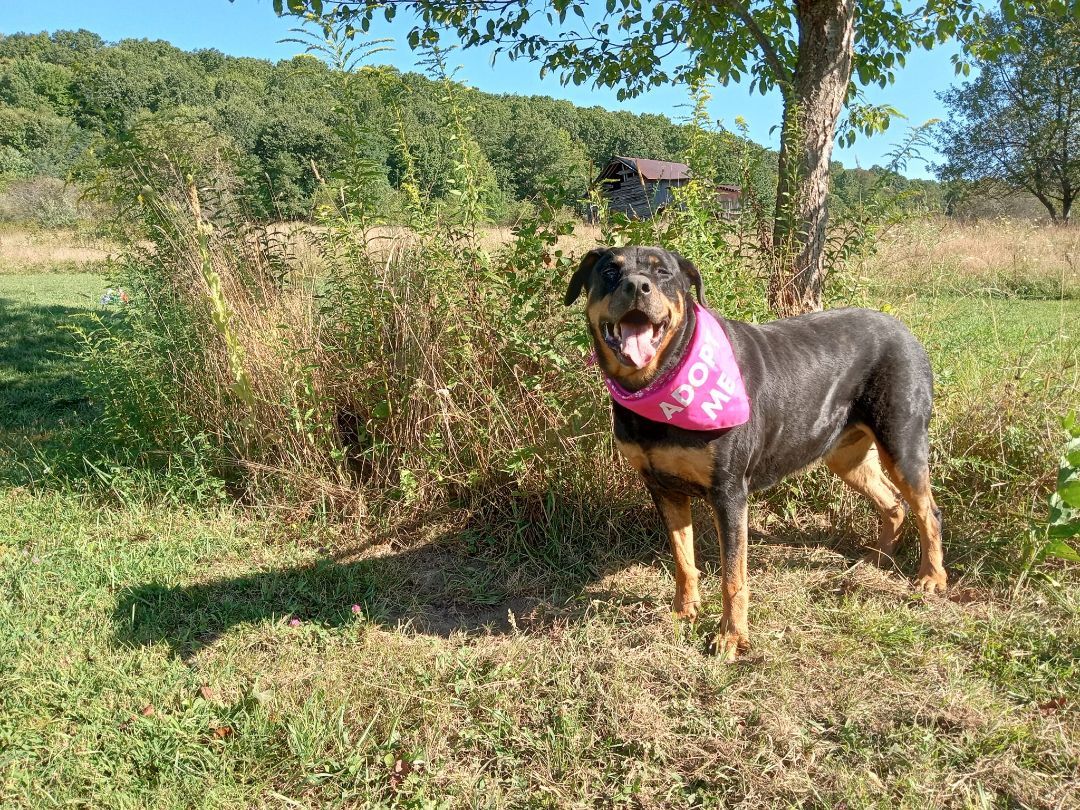 Rosa, a Adoptable Rottweiler in Stuarts Draft, VA image 3/6