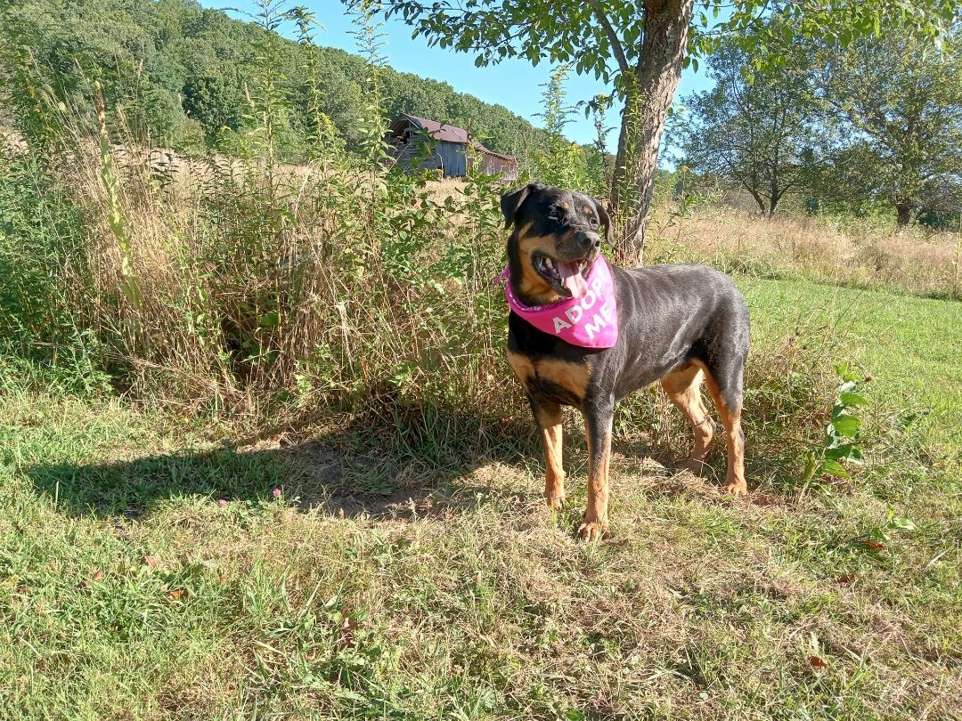 Rosa, a Adoptable Rottweiler in Stuarts Draft, VA image 4/6