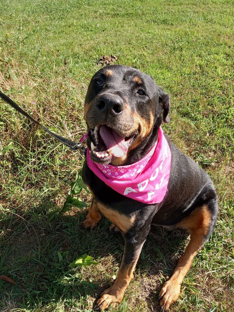 Rosa, a Adoptable Rottweiler in Stuarts Draft, VA image 5/6