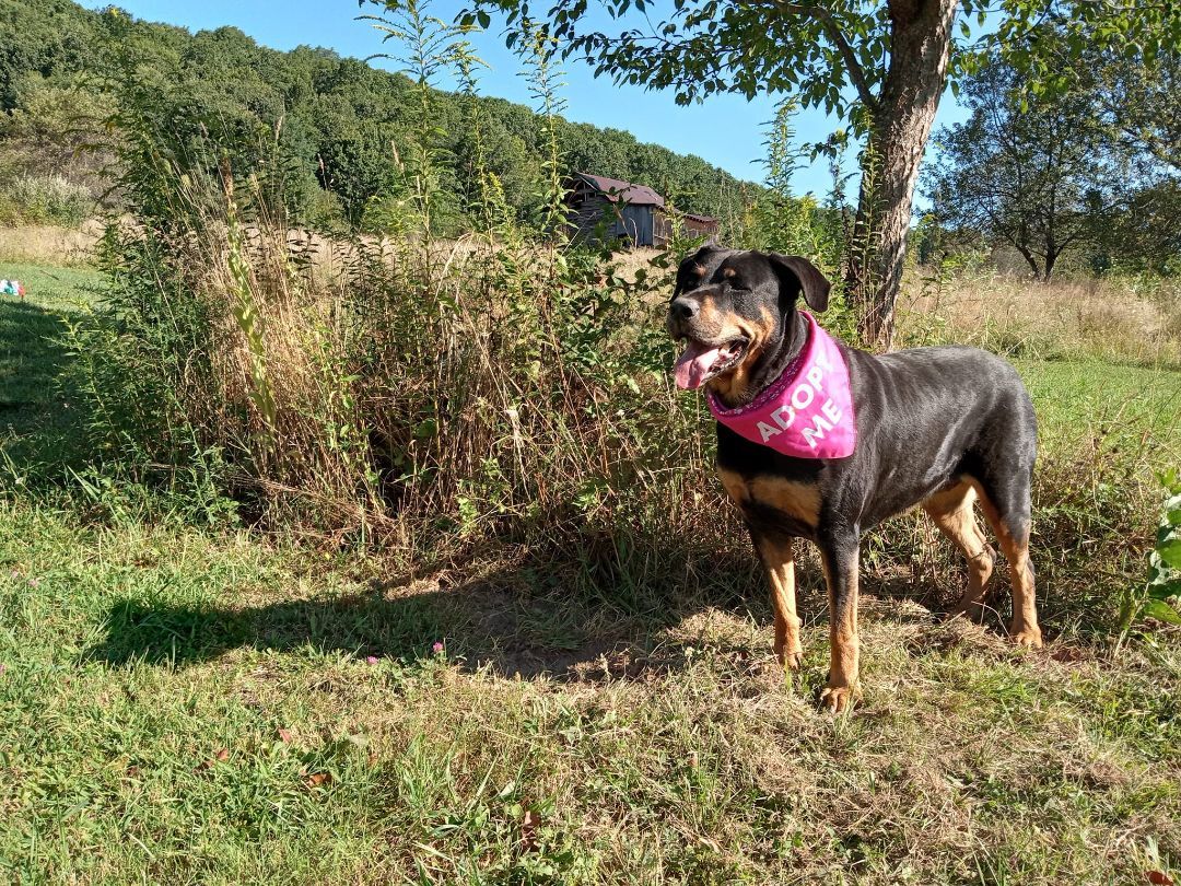Rosa, a Adoptable Rottweiler in Stuarts Draft, VA image 6/6