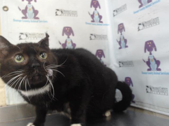 BABY GIRL, Adoptable, Adult Female Domestic Short Hair.
