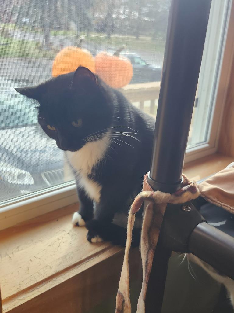 Dani, Adoptable, Adult Female Domestic Short Hair.