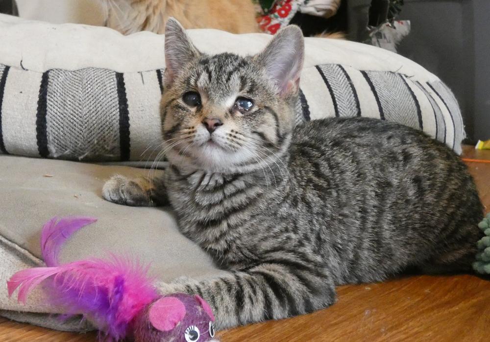 Wonder (25-249 C), Adoptable, Kitten Female Domestic Short Hair & Tabby.