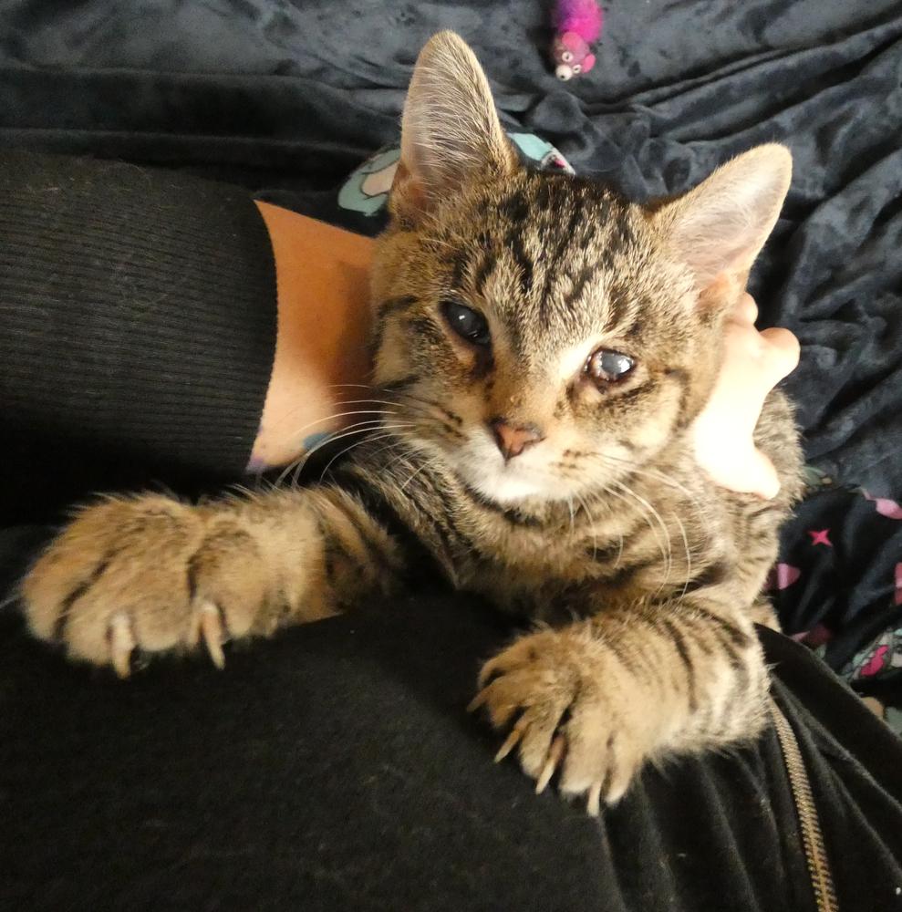 Enlarge Wonder (25-249 C), a Adoptable mixed breed in Lansing, MI image 2/6