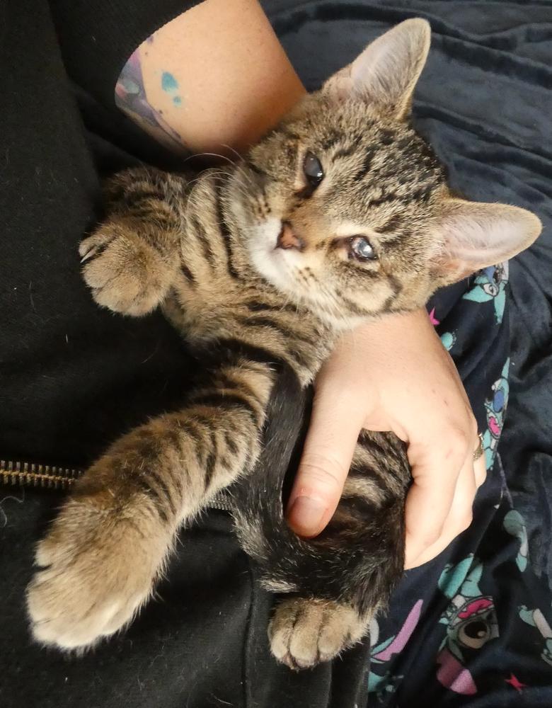 Enlarge Wonder (25-249 C), a Adoptable mixed breed in Lansing, MI image 3/6