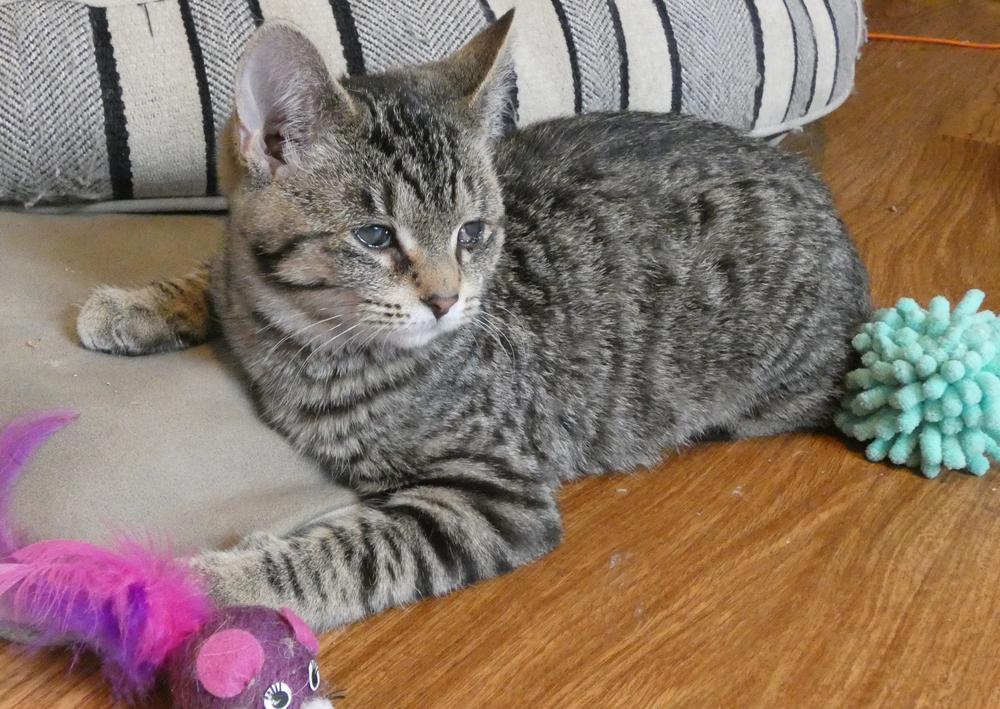 Enlarge Wonder (25-249 C), a Adoptable mixed breed in Lansing, MI image 4/6