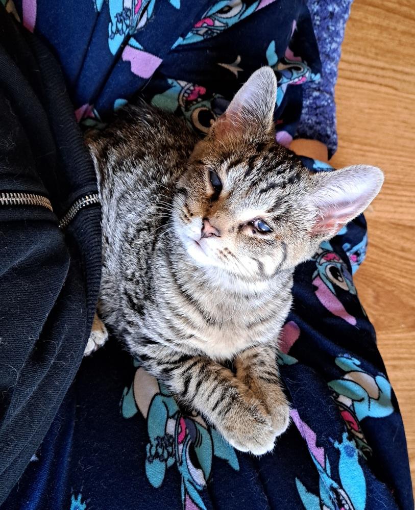 Enlarge Wonder (25-249 C), a Adoptable mixed breed in Lansing, MI image 5/6