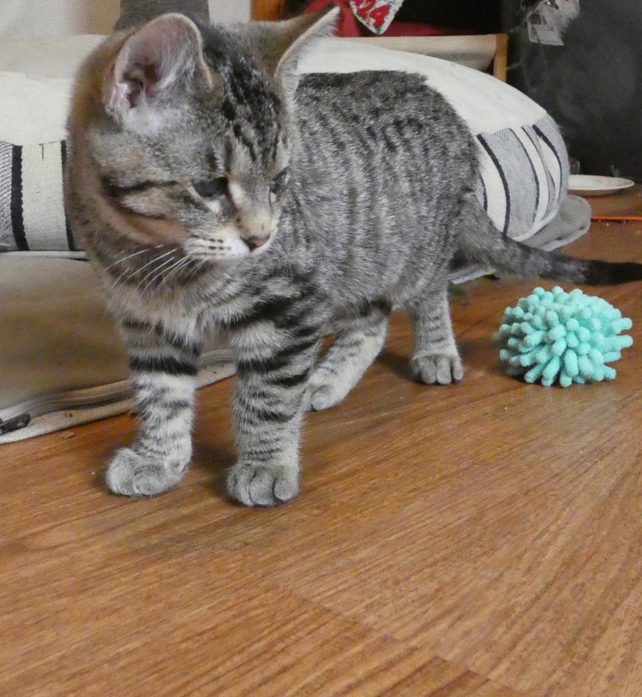 Enlarge Wonder (25-249 C), a Adoptable mixed breed in Lansing, MI image 6/6