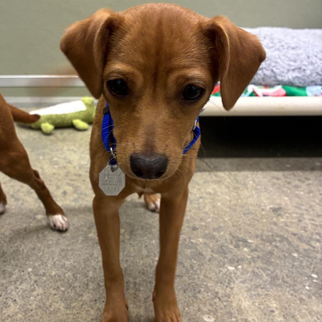 Enlarge Leia, a Adoptable mixed breed in Woodinville, WA image 1/1