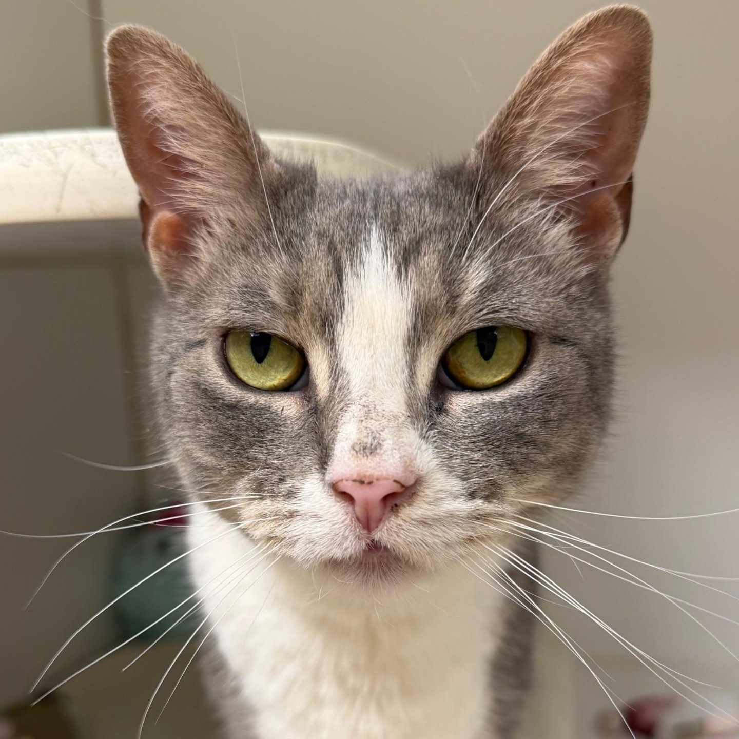 Enlarge Queen Victoria , an adopted Domestic Short Hair in Norwalk, CT image 2/5