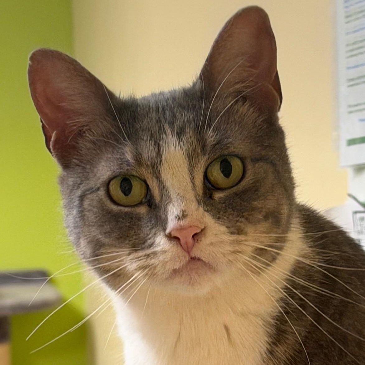 Queen Victoria , adopted, Adult Female Domestic Short Hair.