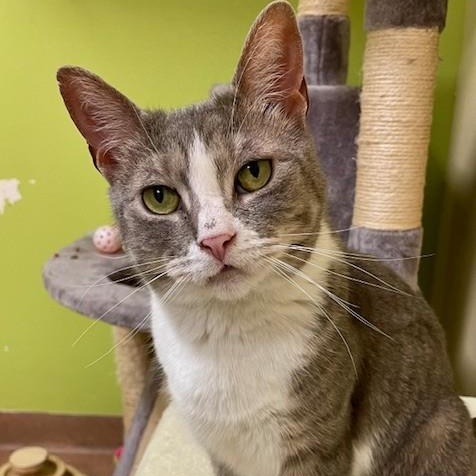 Enlarge Queen Victoria , an adopted Domestic Short Hair in Norwalk, CT image 5/5