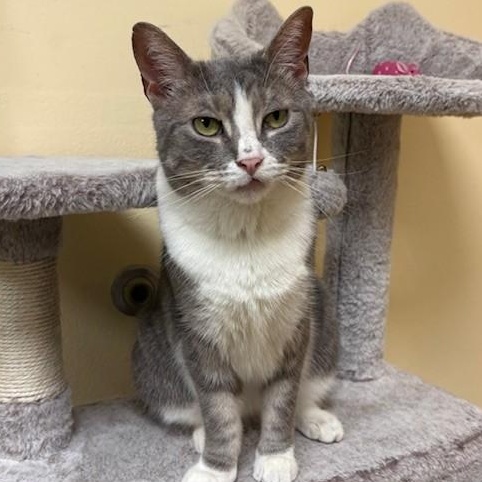 Enlarge Queen Victoria , an adopted Domestic Short Hair in Norwalk, CT image 3/5