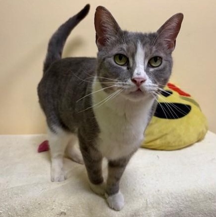 Enlarge Queen Victoria , an adopted Domestic Short Hair in Norwalk, CT image 4/5