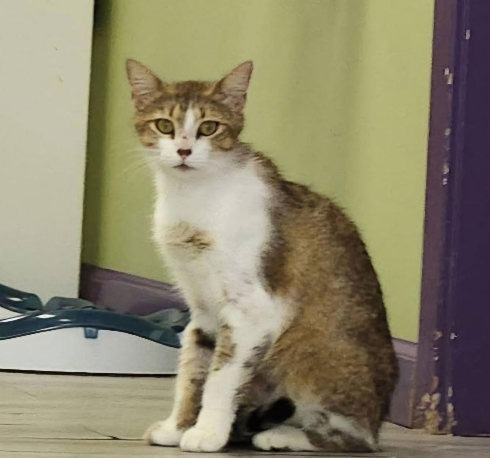 Enlarge May the Brown Beauty, a Adoptable Domestic Short Hair in Oviedo, FL image 1/3