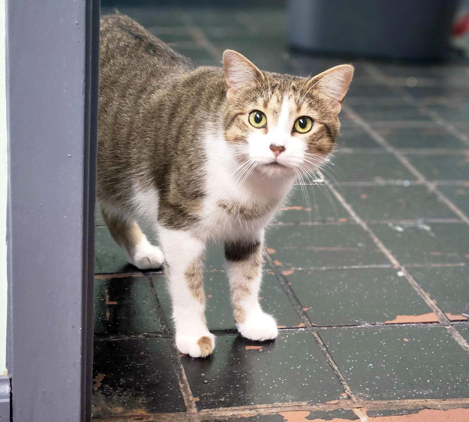 Enlarge May the Brown Beauty, a Adoptable Domestic Short Hair in Oviedo, FL image 2/3