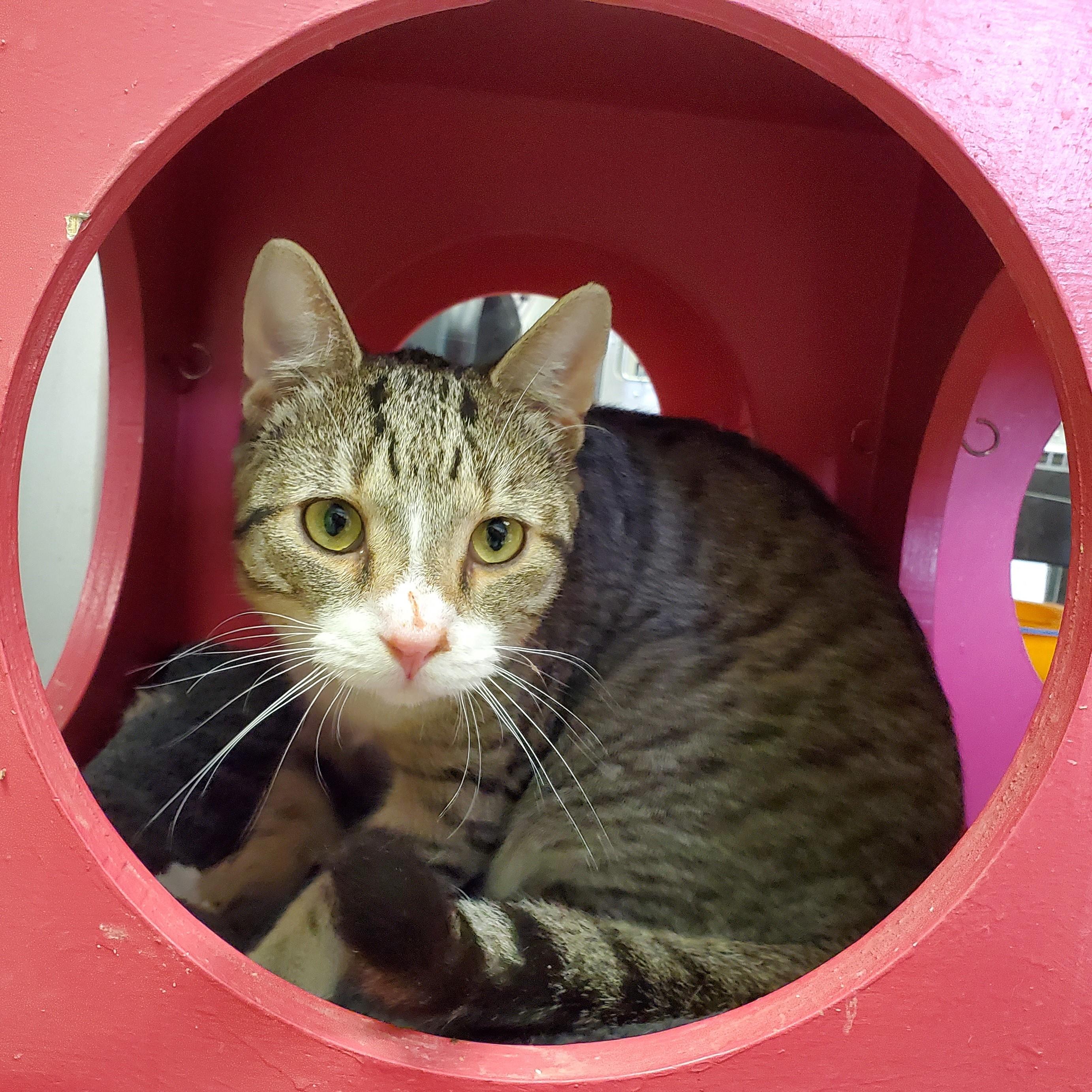 Cat for adoption Herdier, a Domestic Short Hair in Jersey city, NJ