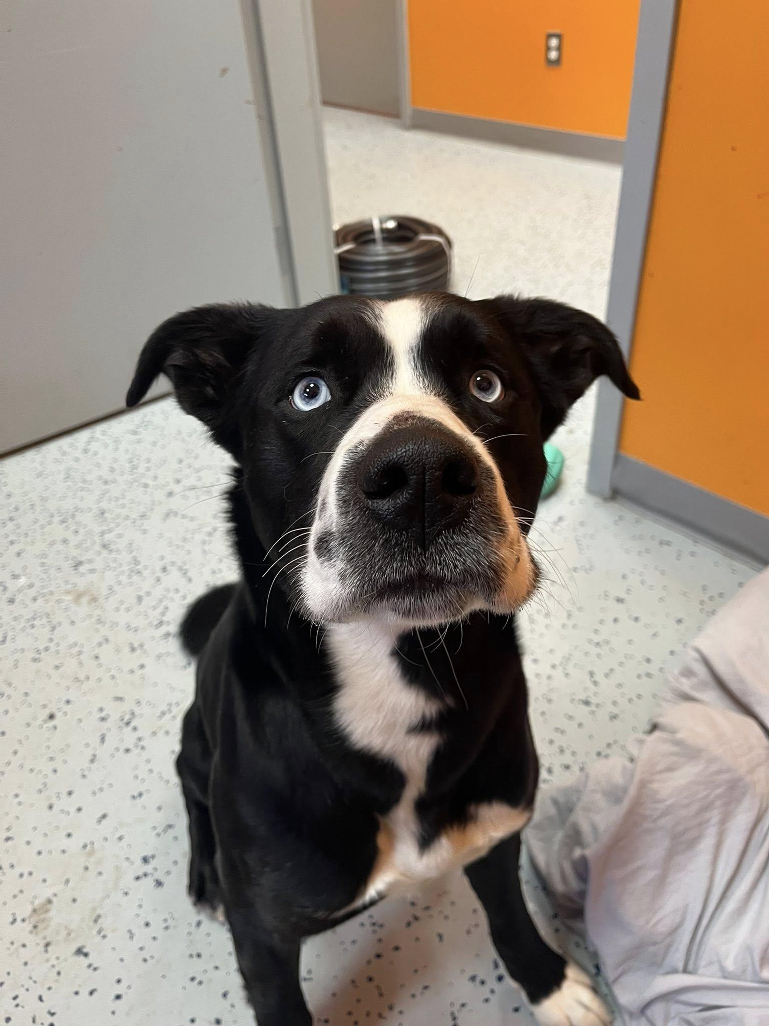 Koda , a ADOPTABLE mixed breed in Lincoln Park, MI image 5/5