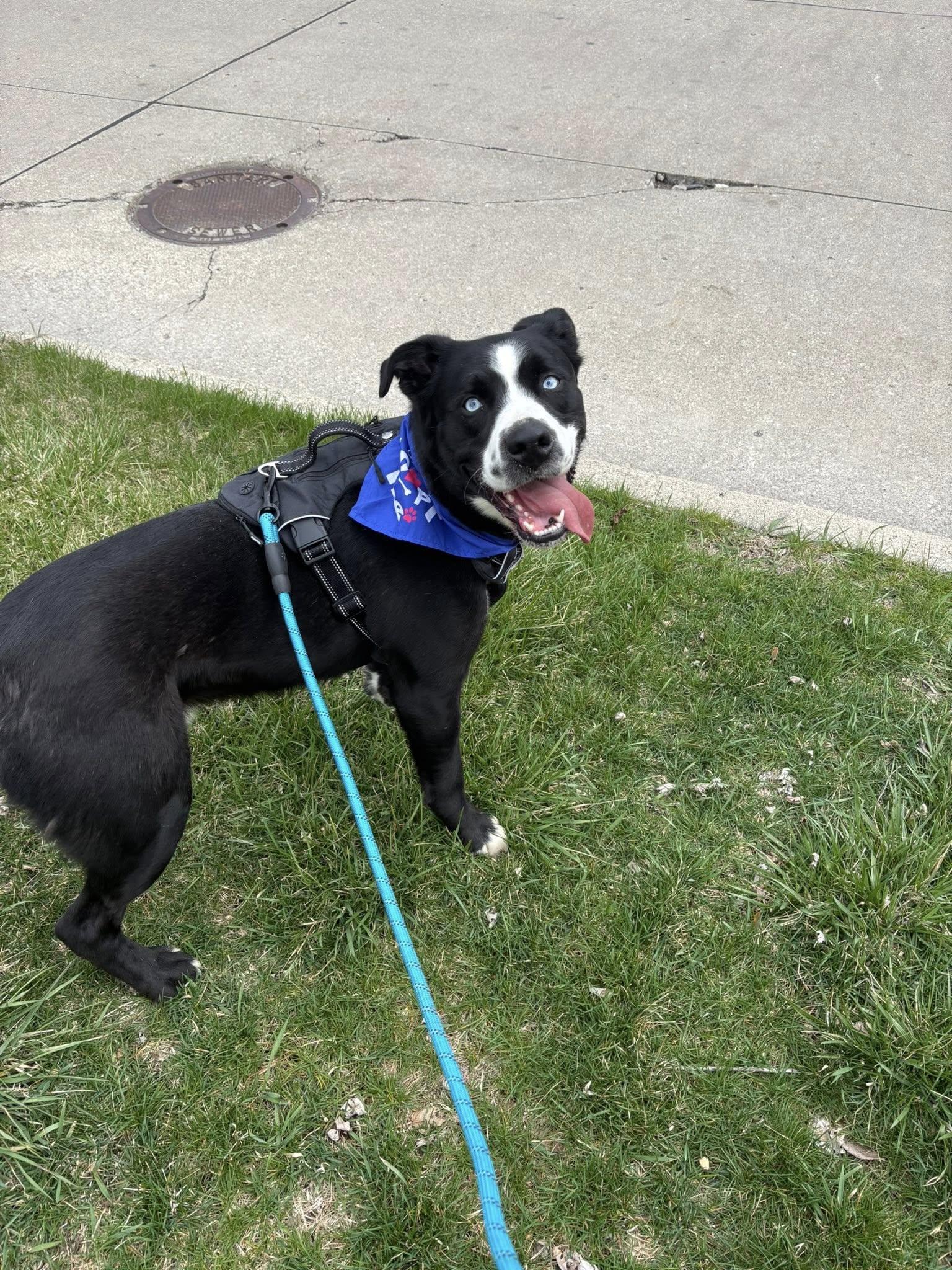 Enlarge Koda , a ADOPTABLE mixed breed in Lincoln Park, MI image 3/3