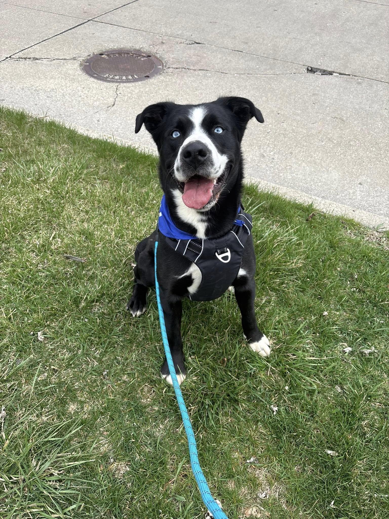 Enlarge Koda , a ADOPTABLE mixed breed in Lincoln Park, MI image 2/3