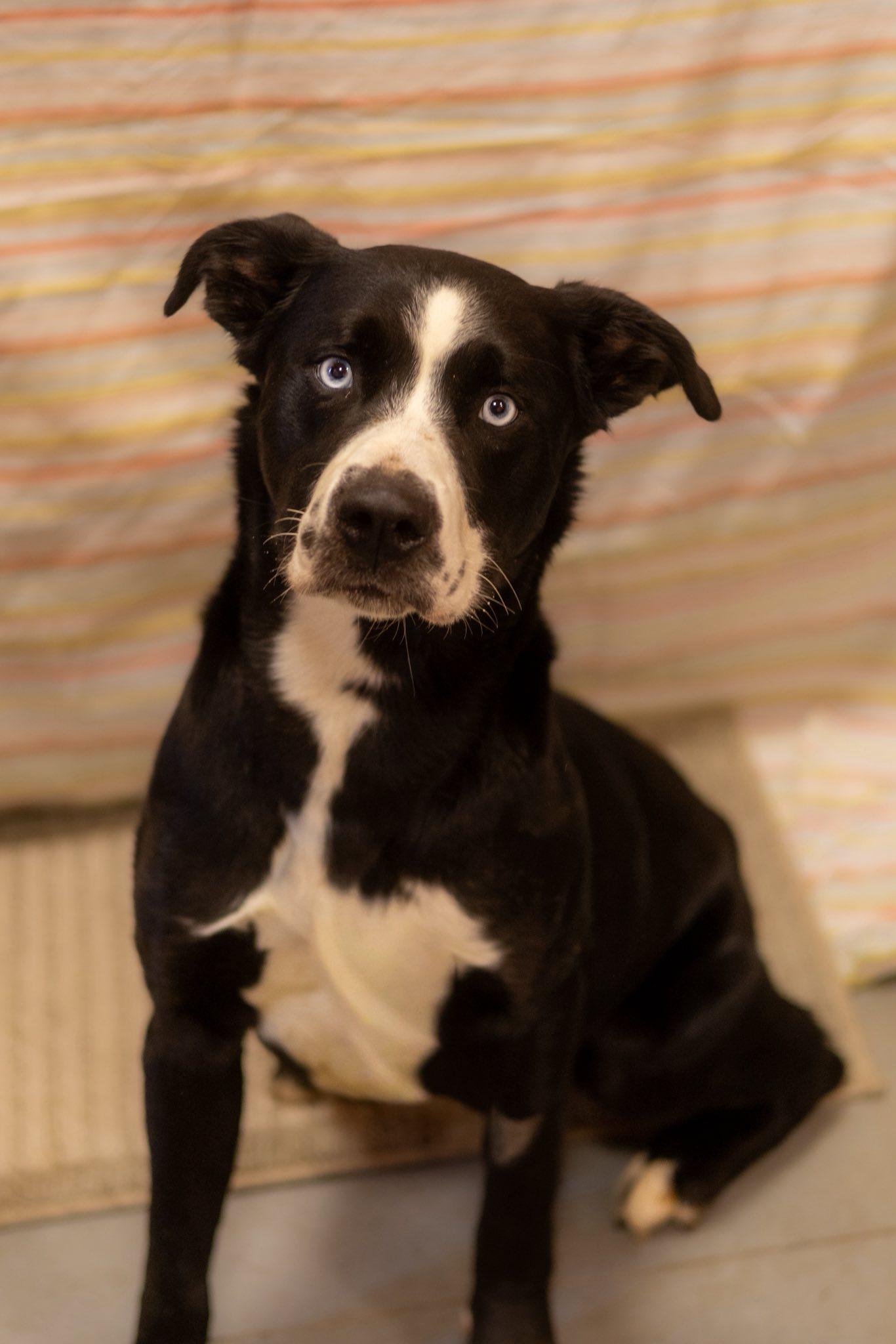 Koda , ADOPTABLE, Adult Male Husky & Pit Bull Terrier.